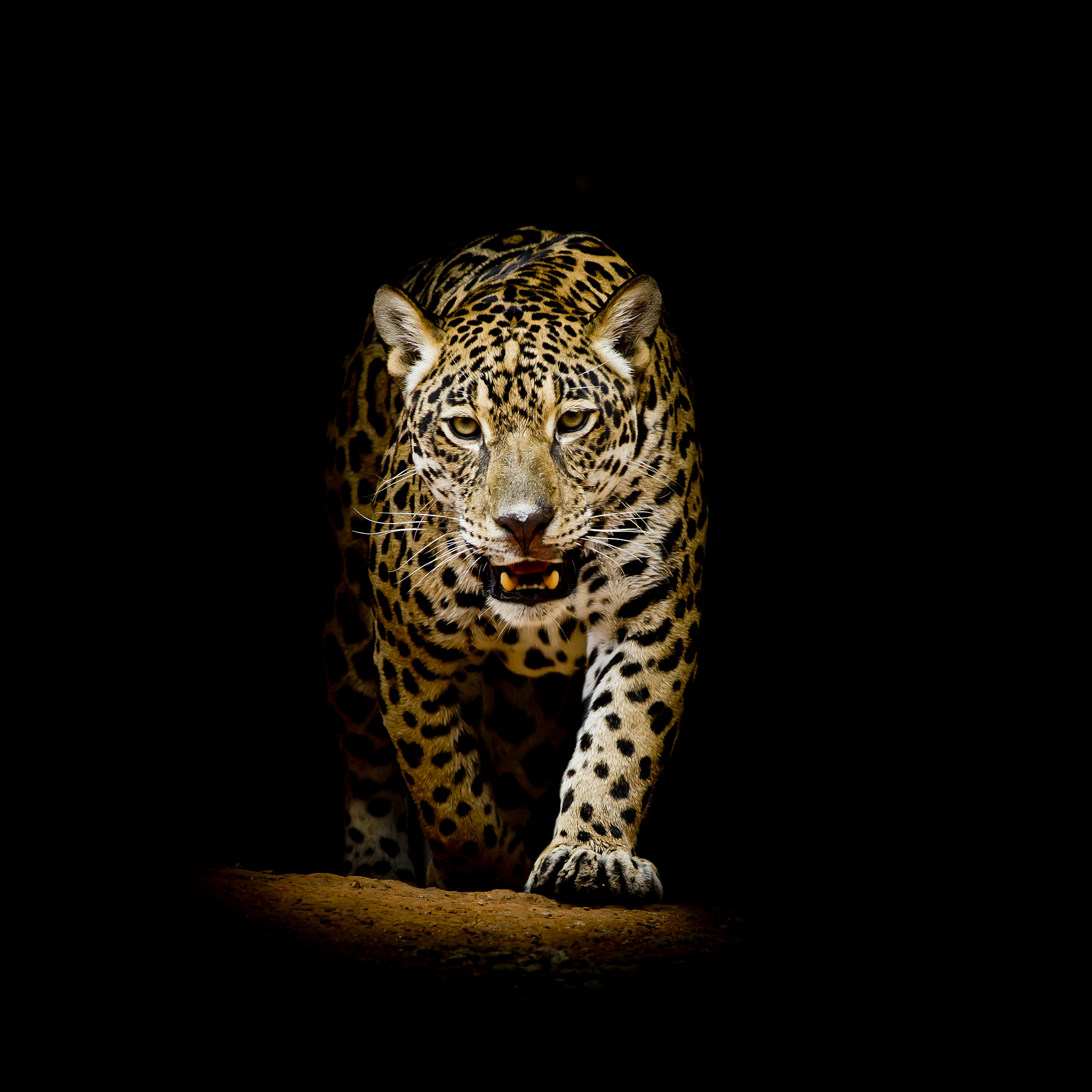 Leopard Wallpapers