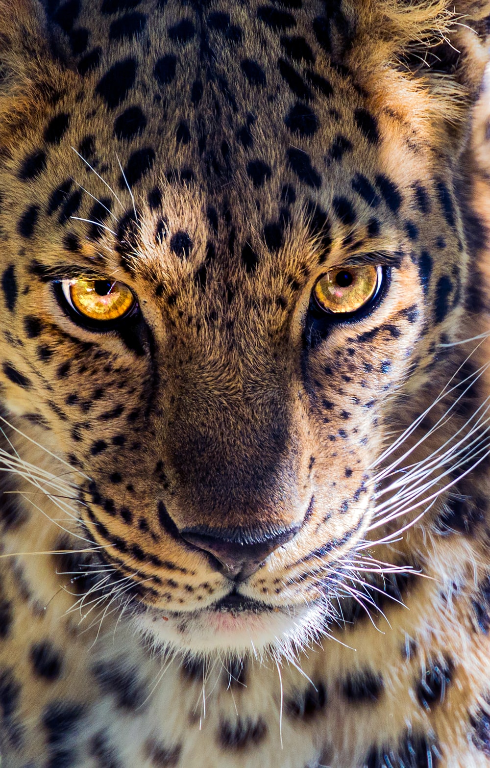 Leopard Wallpapers