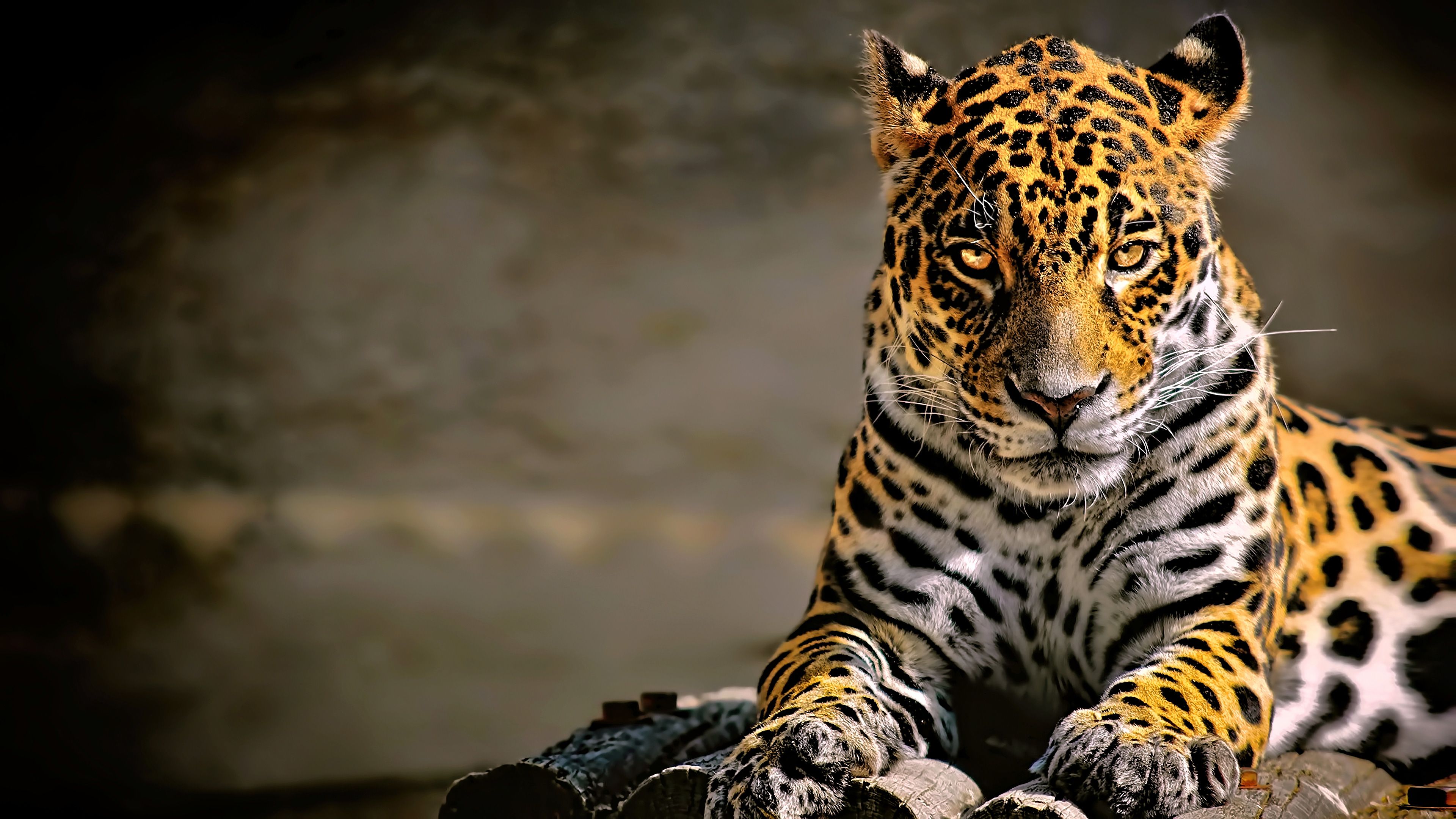 Leopard Wallpapers