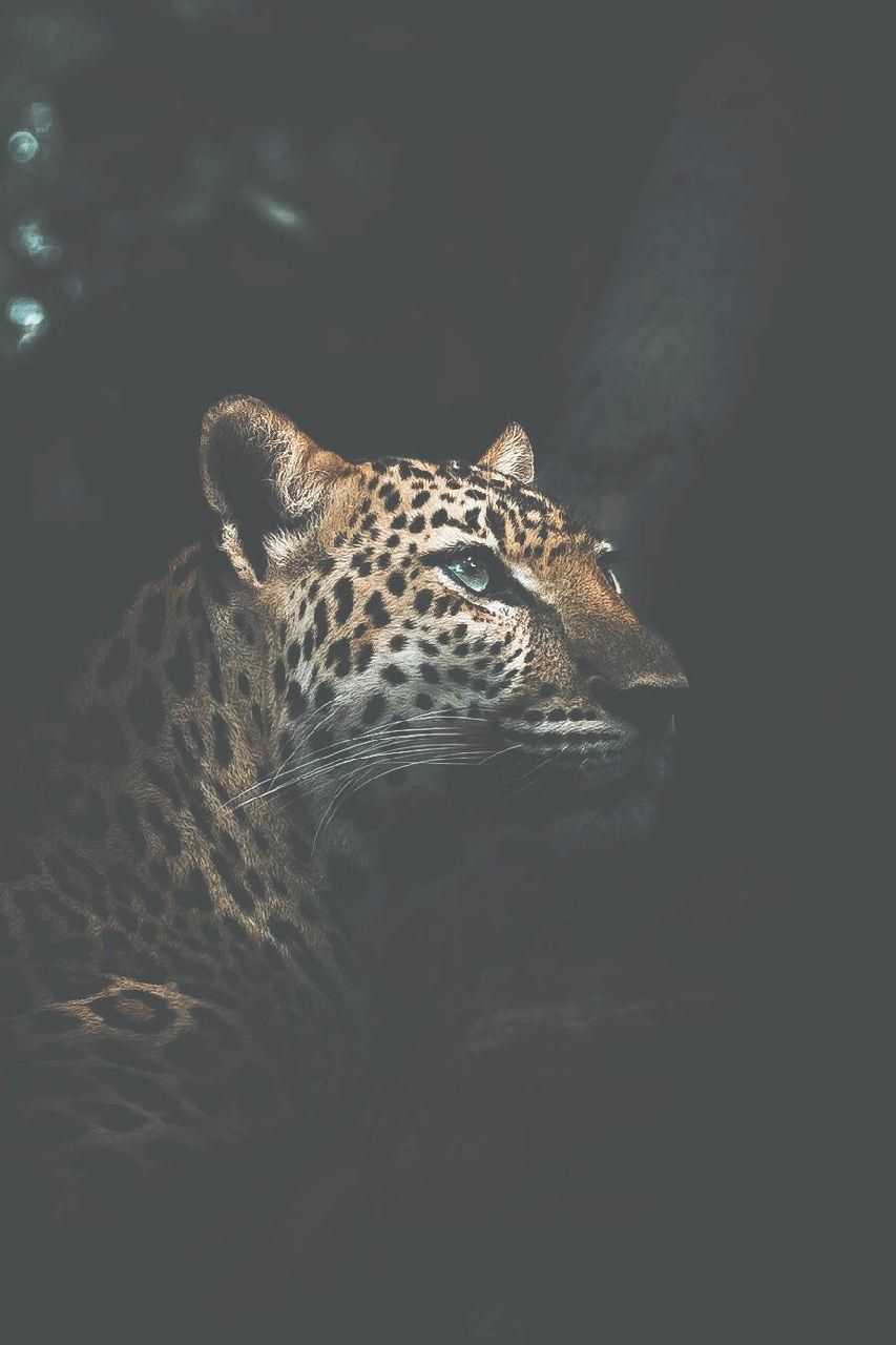 Leopard Wallpapers