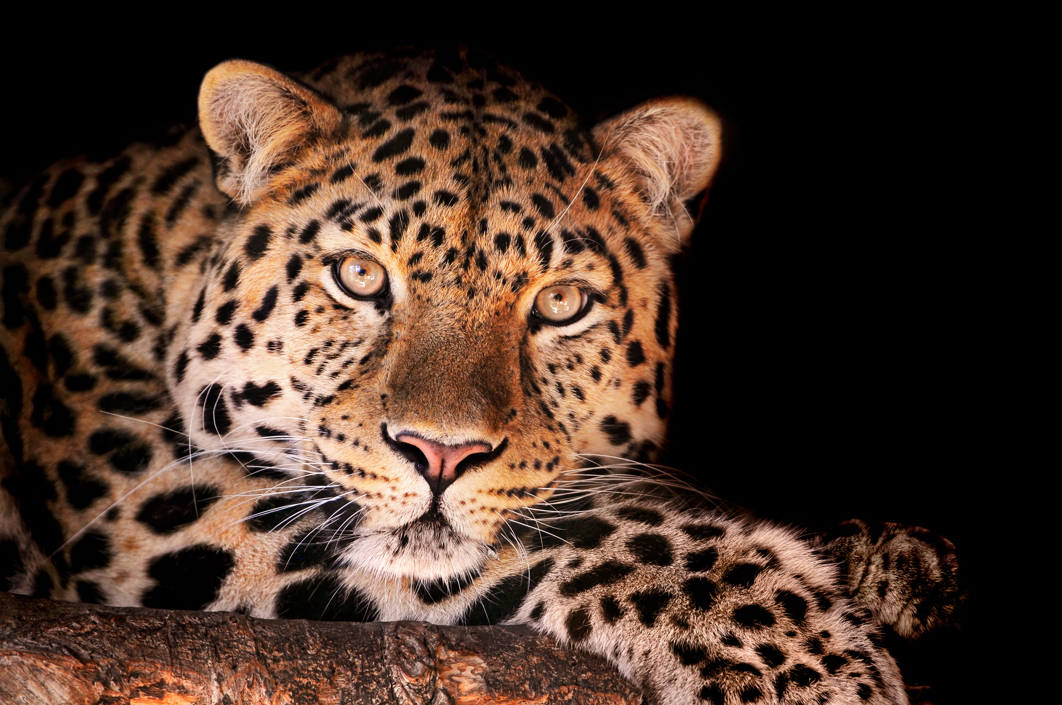 Leopard Wallpapers