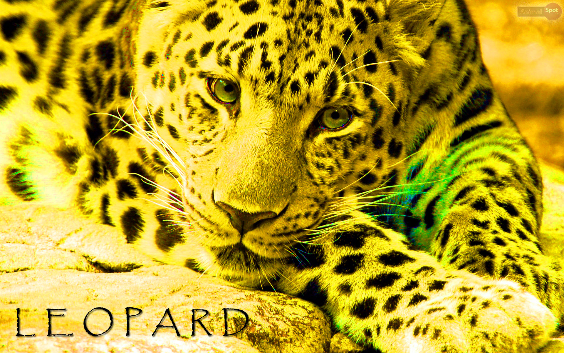 Leopard Wallpapers