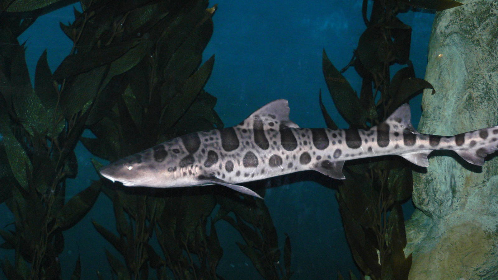 Leopard Shark Wallpapers