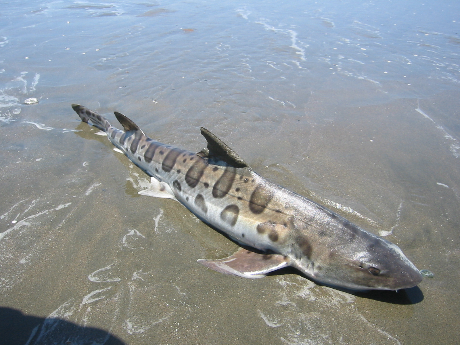 Leopard Shark Wallpapers