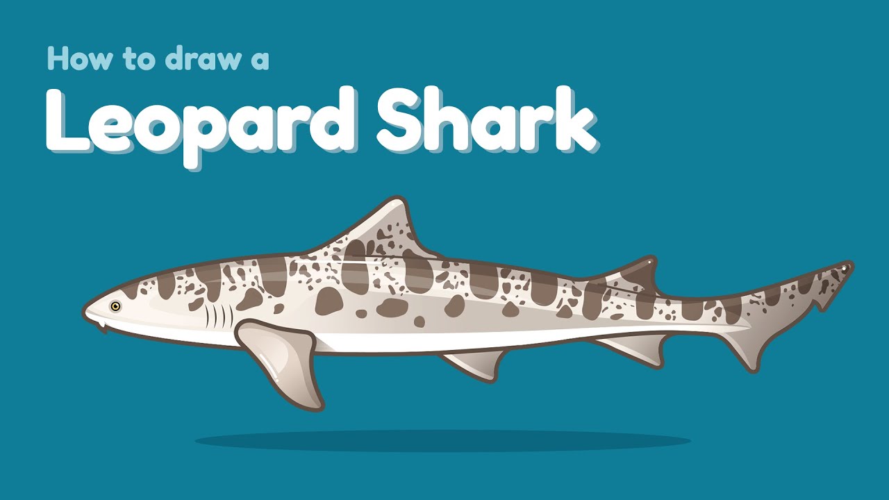 Leopard Shark Wallpapers