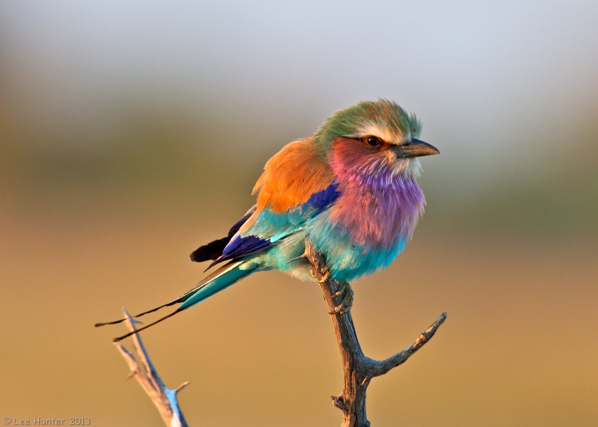 Lilac-Breasted Roller Wallpapers