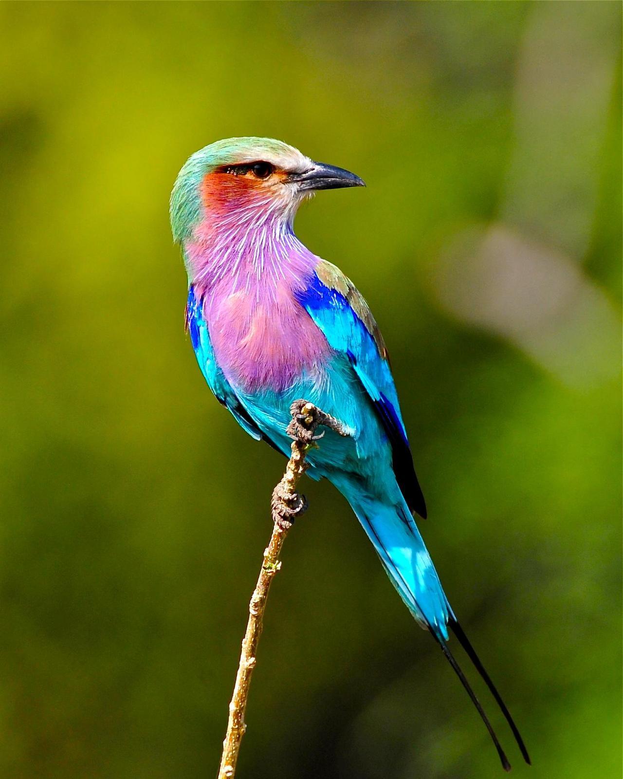 Lilac-Breasted Roller Wallpapers