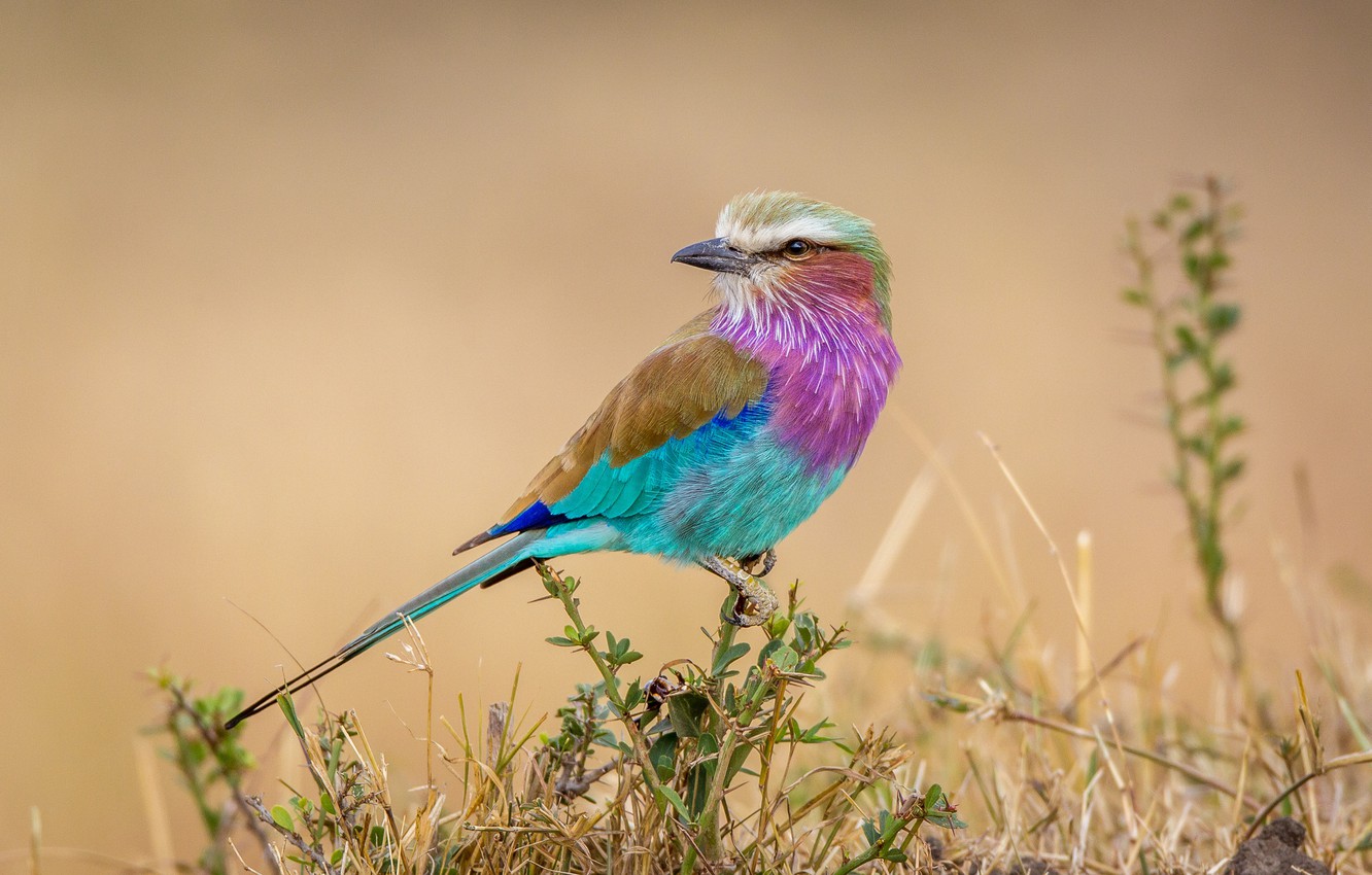 Lilac-Breasted Roller Wallpapers