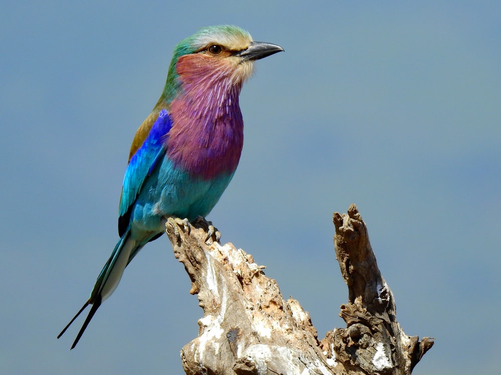 Lilac-Breasted Roller Wallpapers