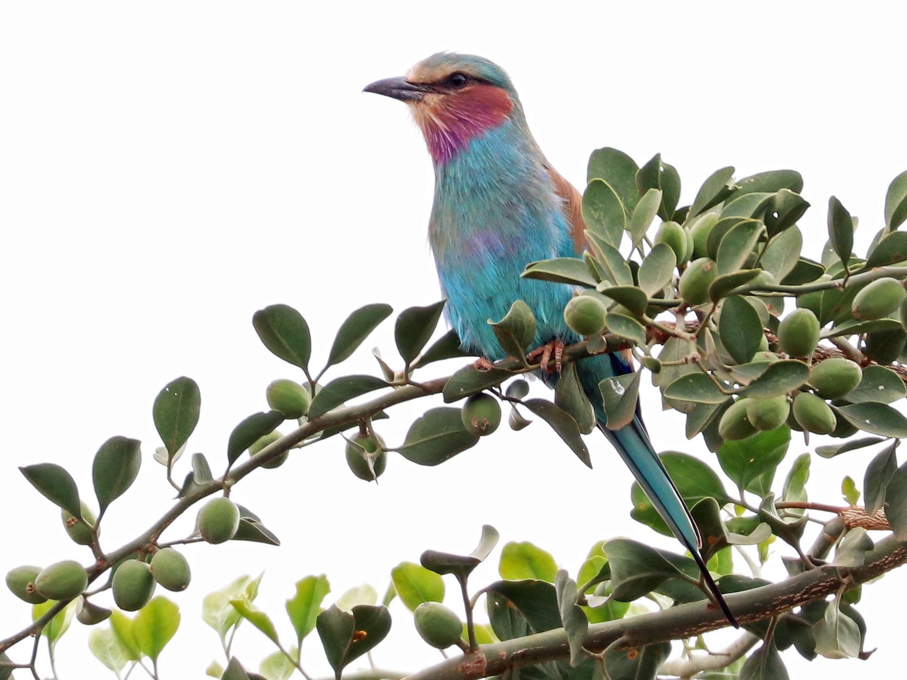 Lilac-Breasted Roller Wallpapers