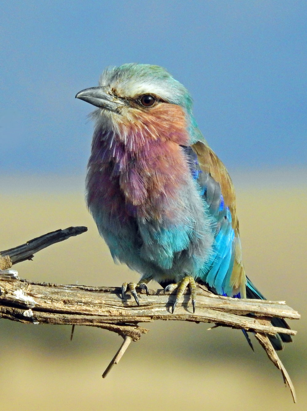 Lilac-Breasted Roller Wallpapers