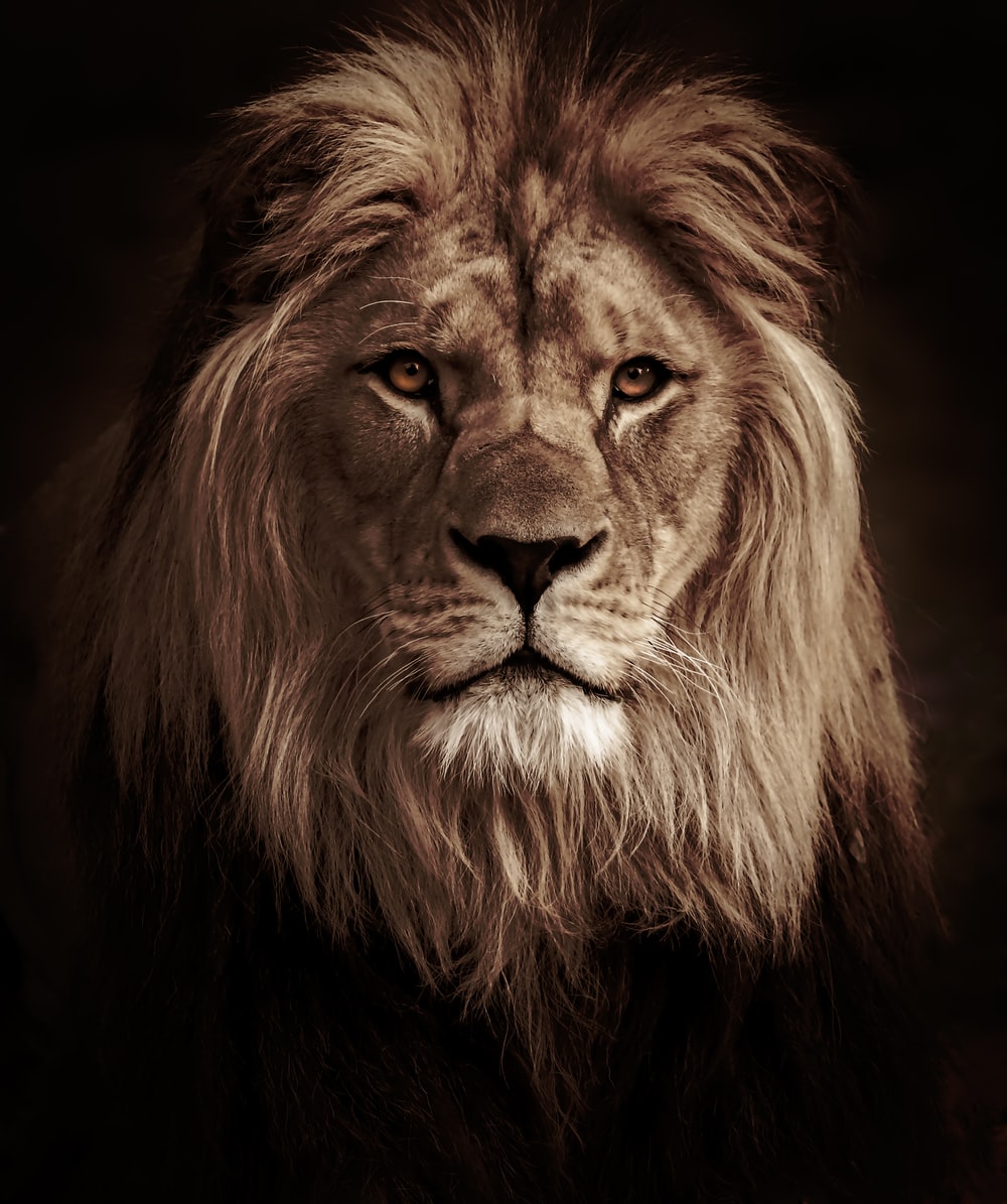 Lion Wallpapers