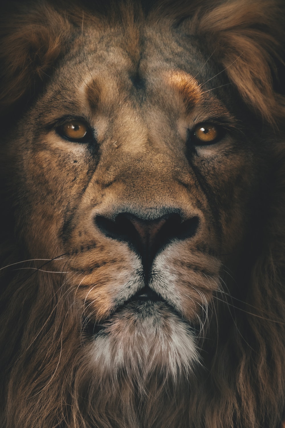 Lion Wallpapers