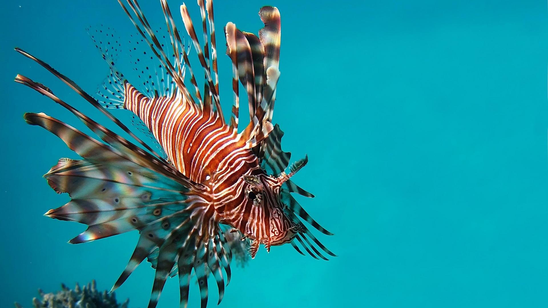 Lionfish Wallpapers