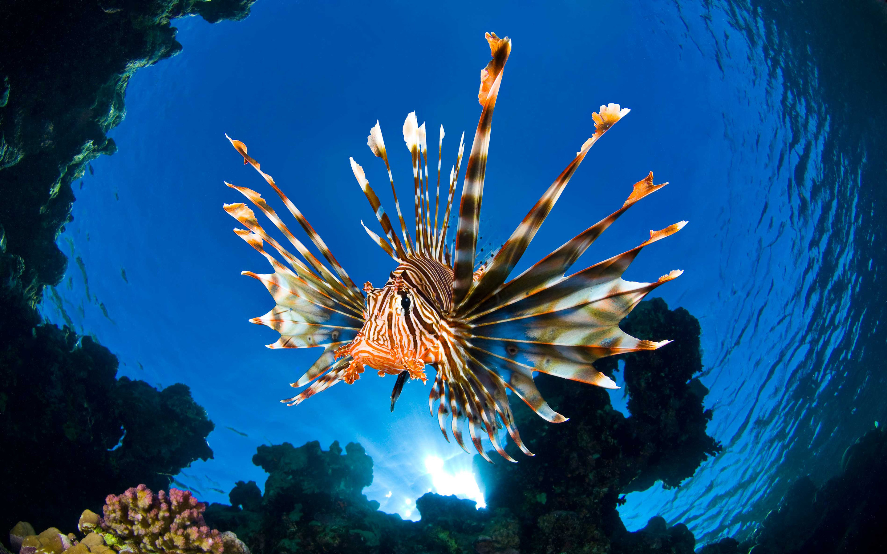 Lionfish Wallpapers