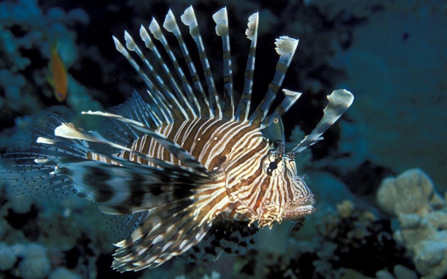 Lionfish Wallpapers