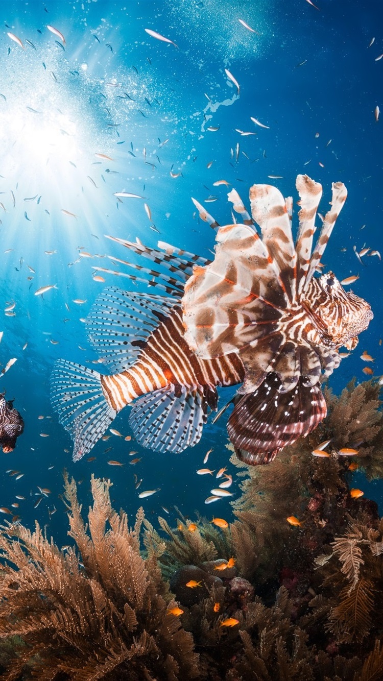 Lionfish Wallpapers