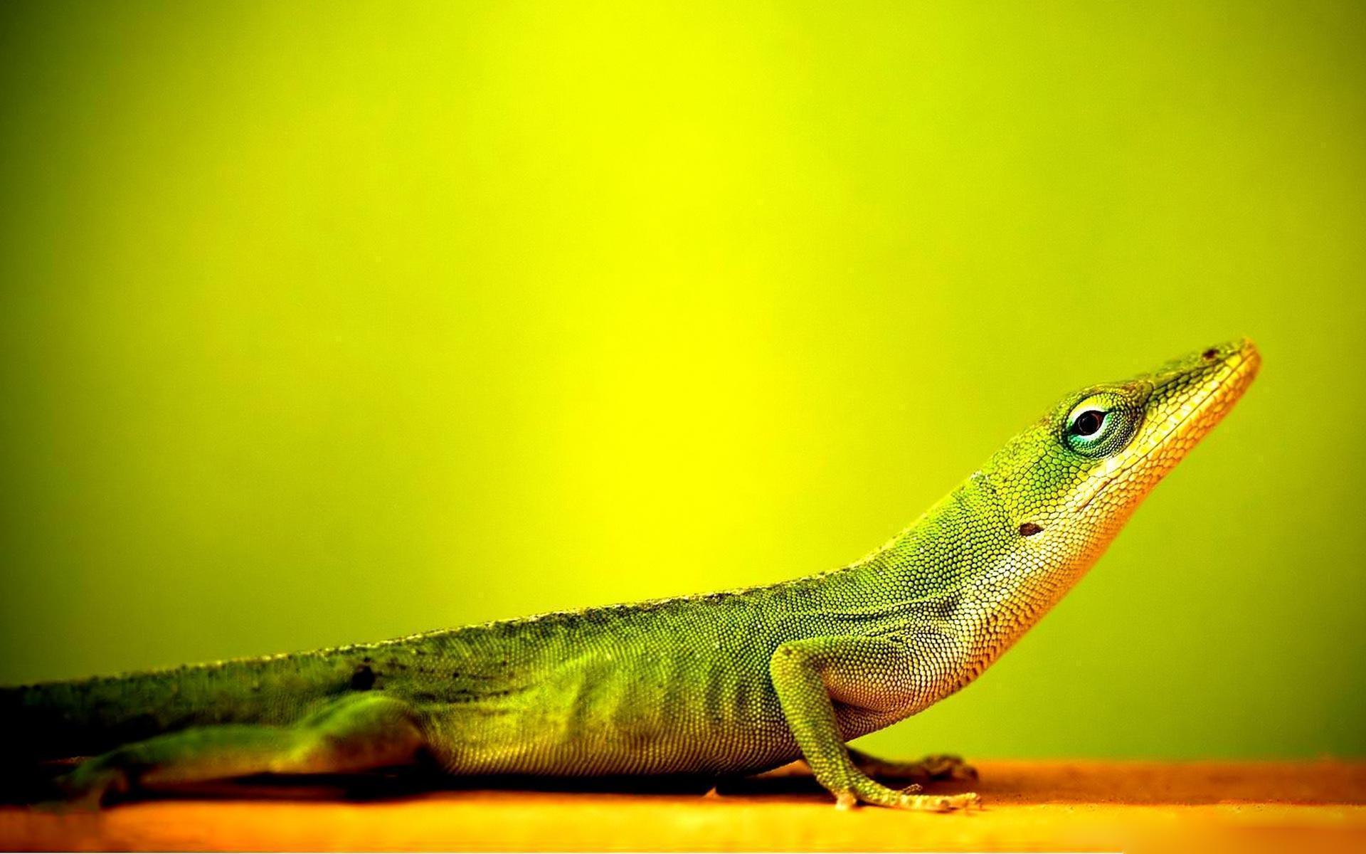 Lizard Wallpapers