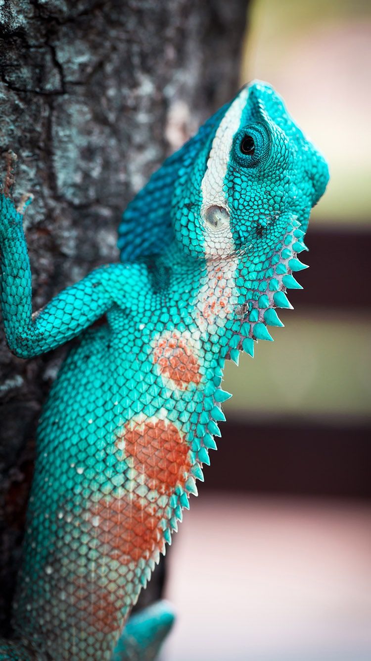 Lizard Wallpapers