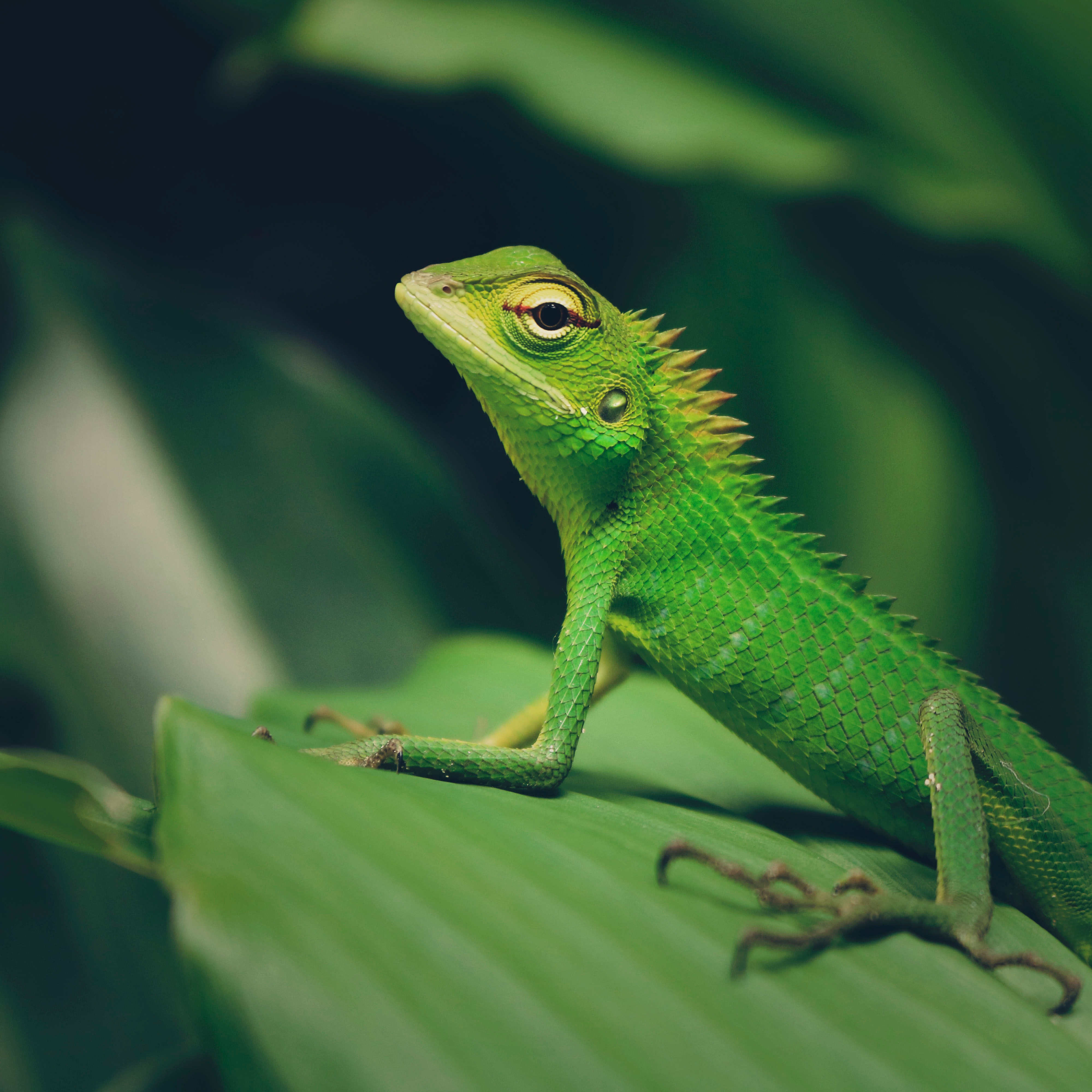 Lizard Wallpapers