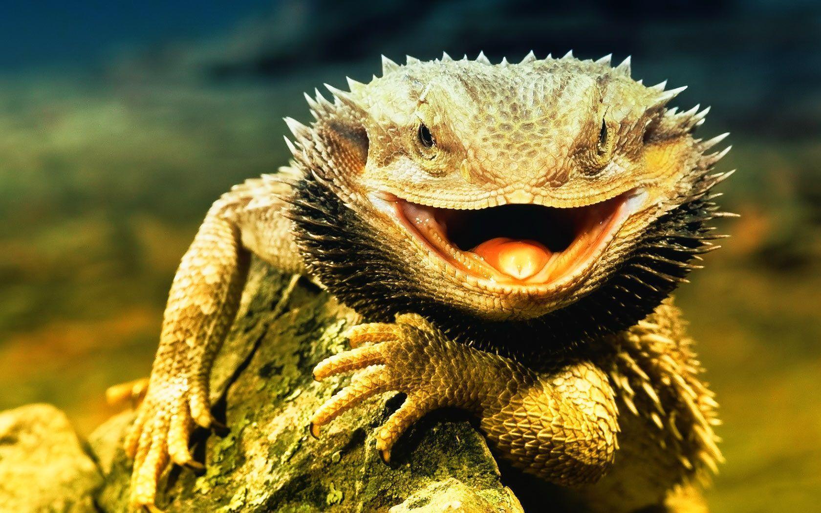 Lizard Wallpapers