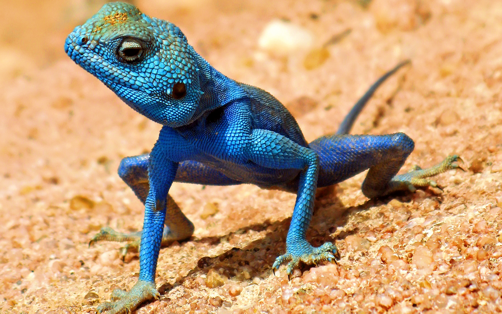 Lizard Wallpapers