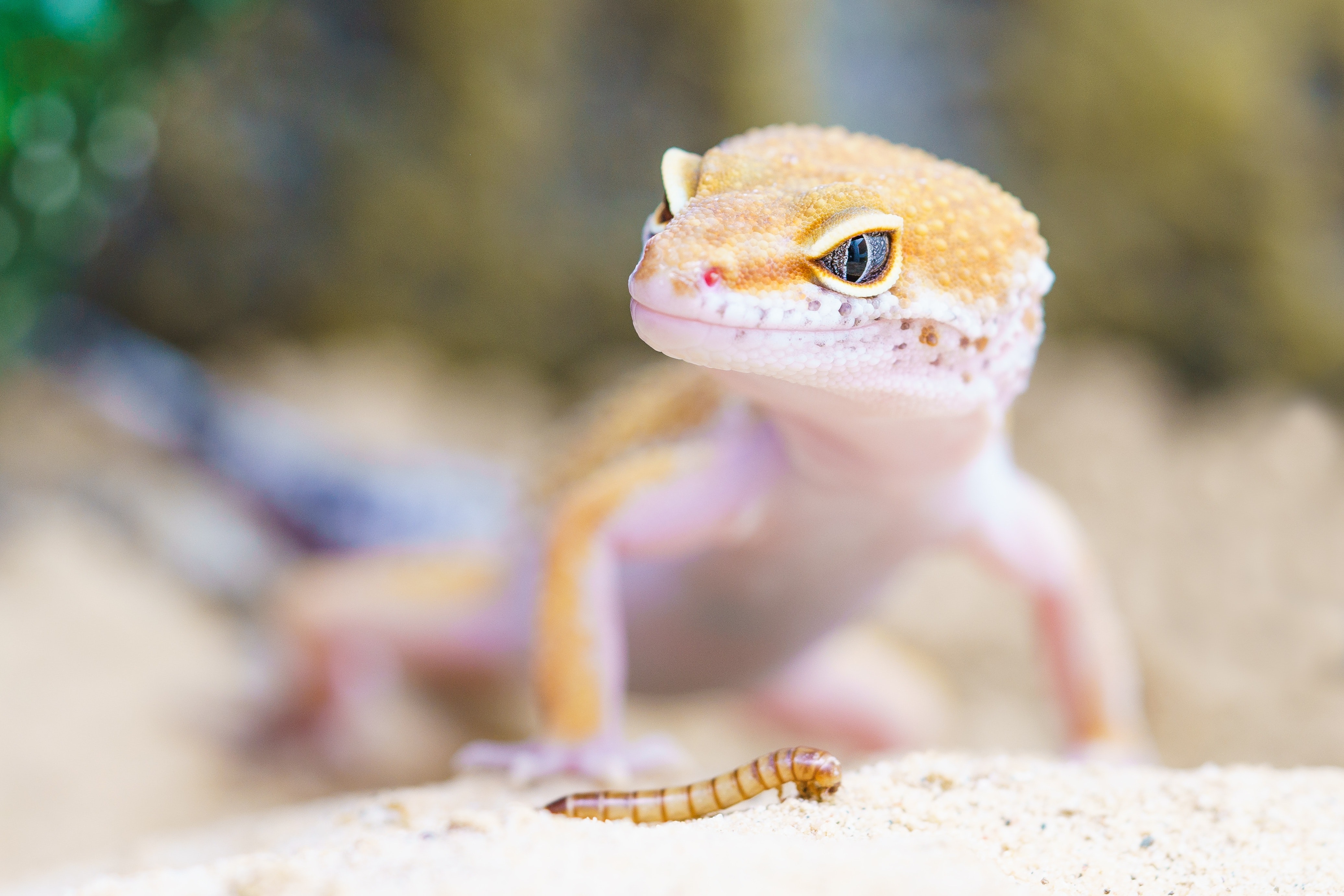 Lizard Wallpapers