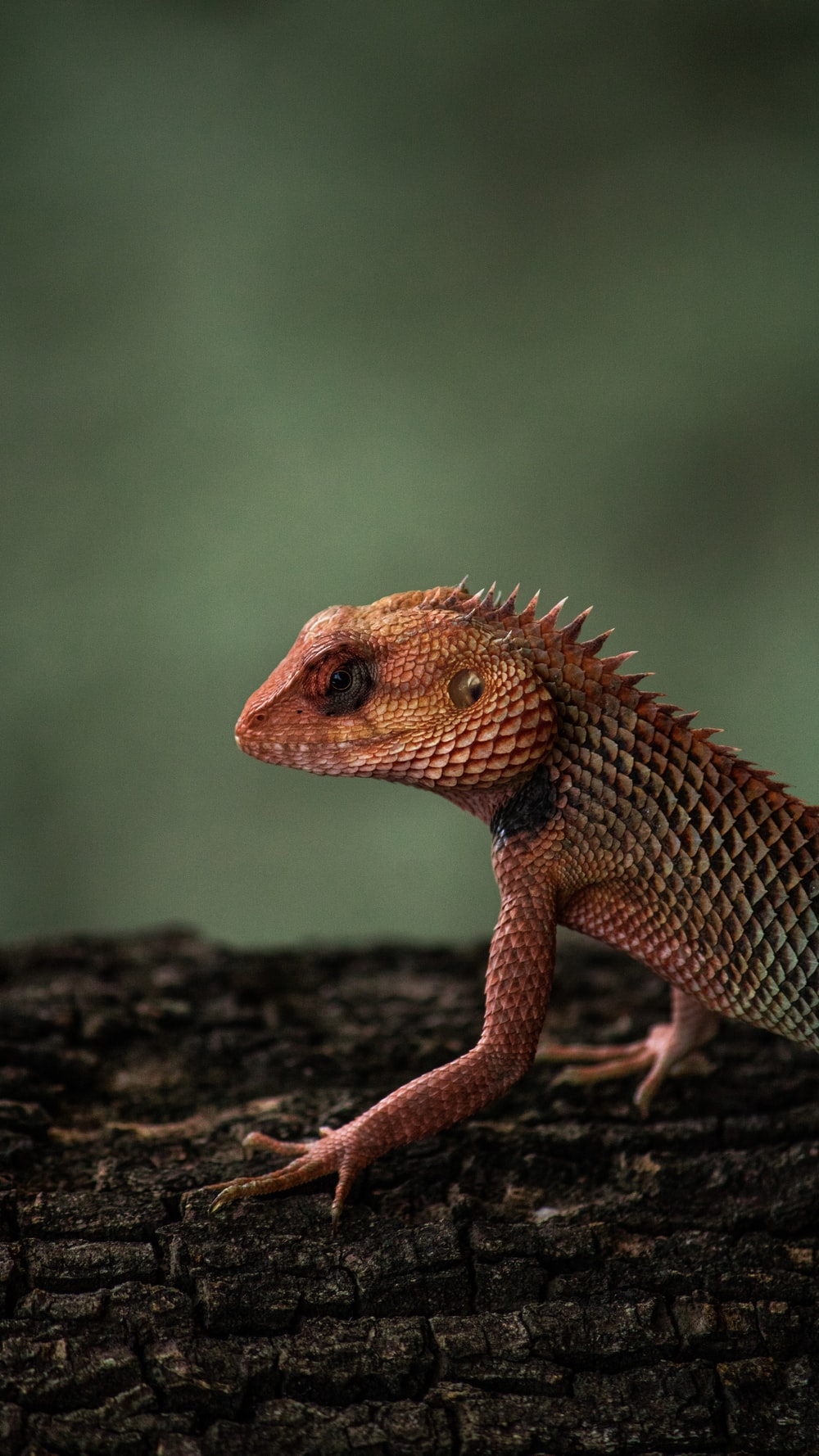 Lizard Wallpapers