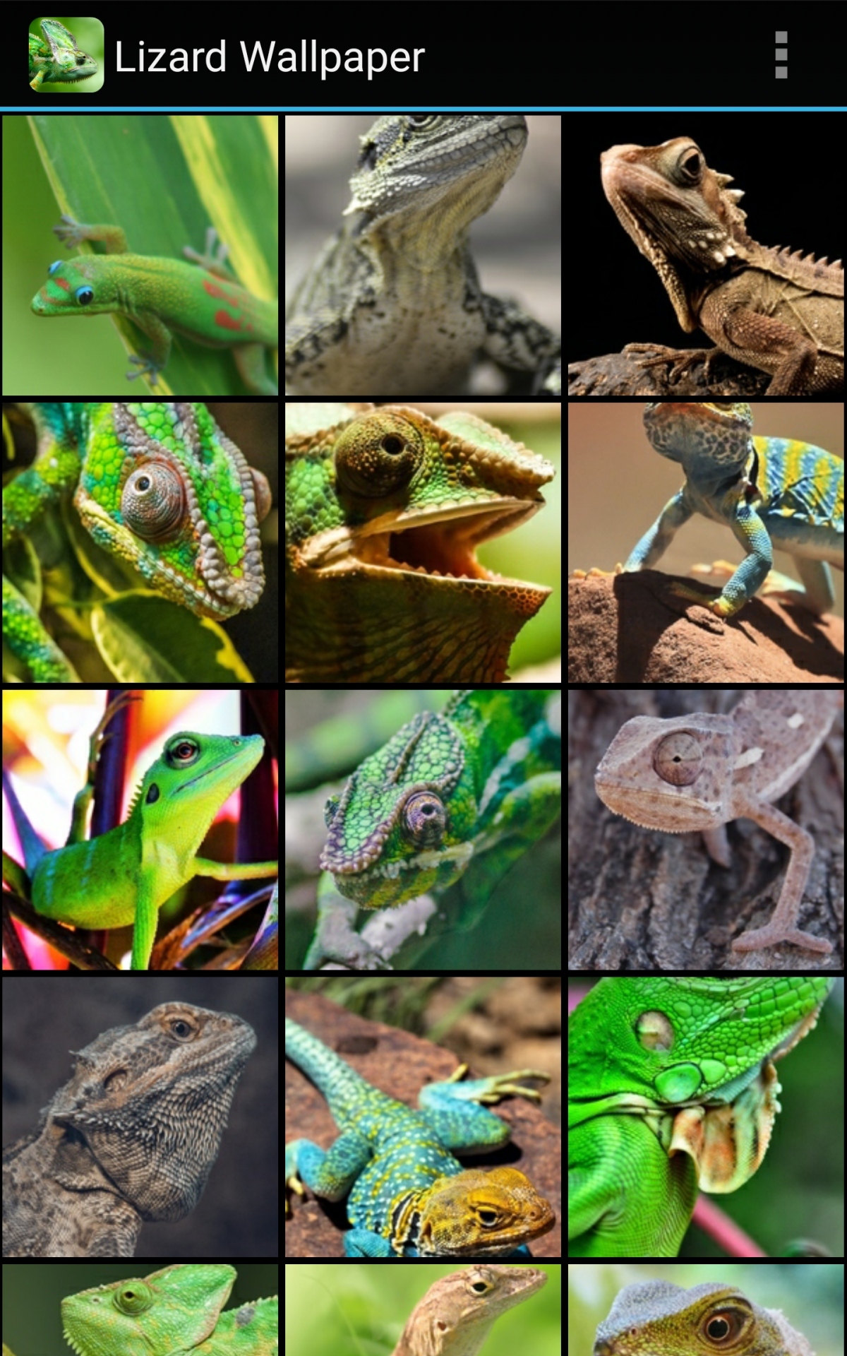 Lizard Wallpapers