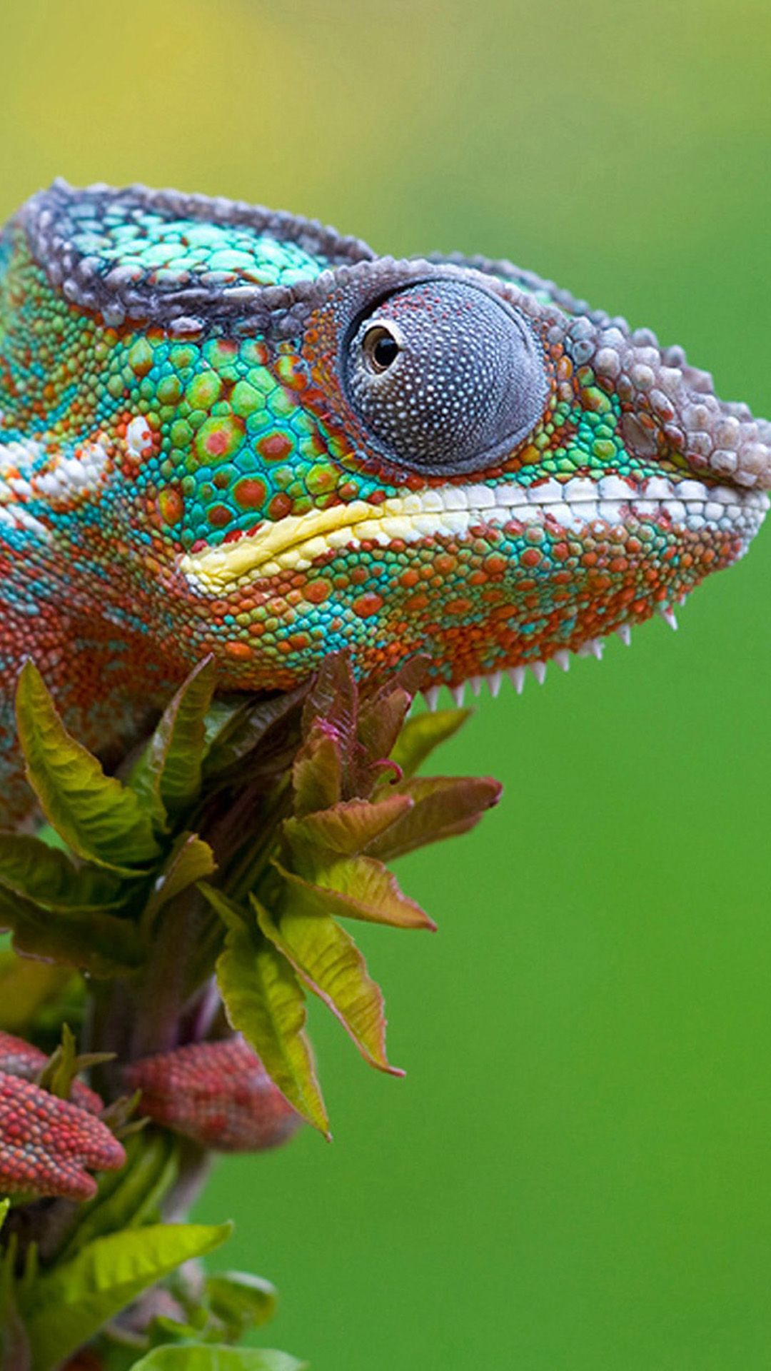 Lizard Wallpapers