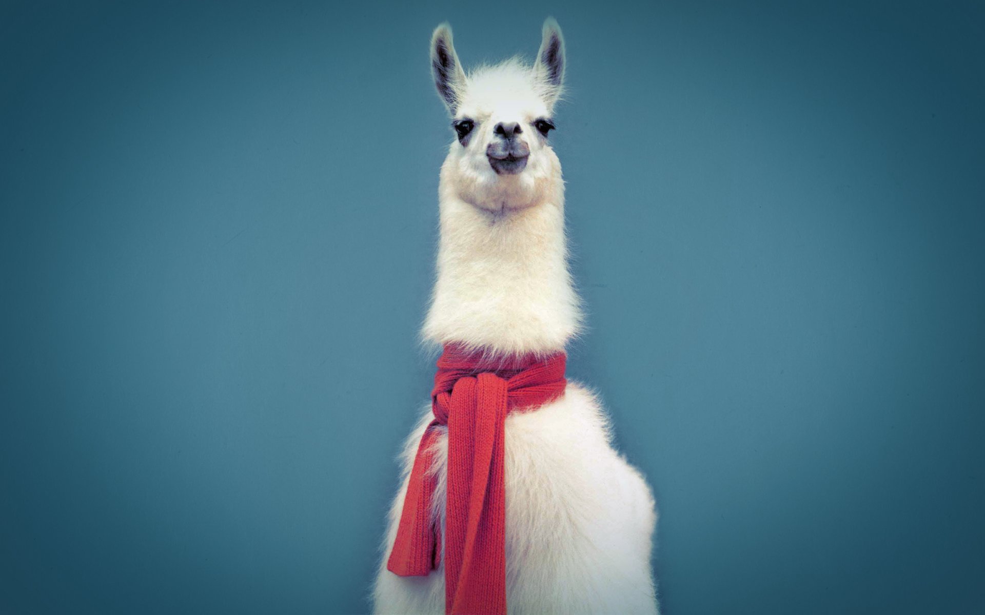 Llama Wallpapers