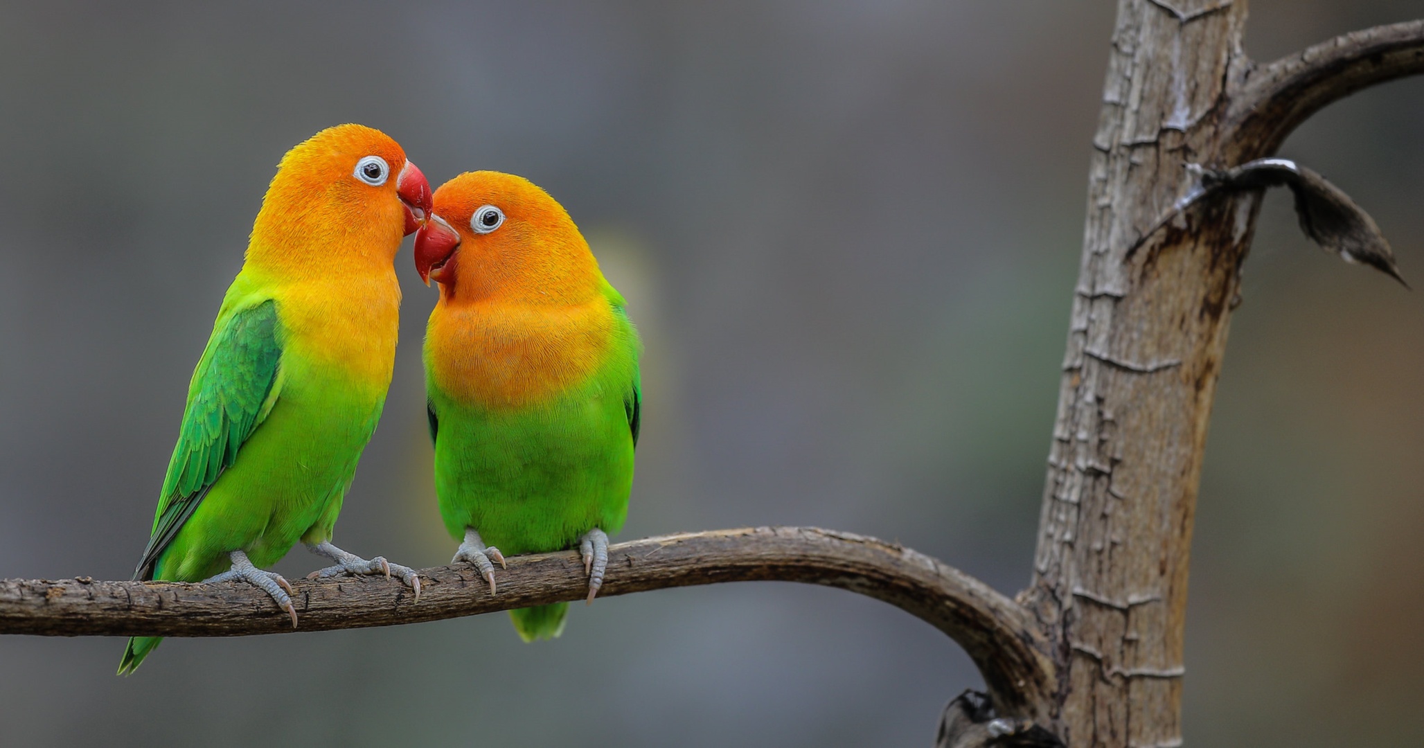 Lovebird Wallpapers