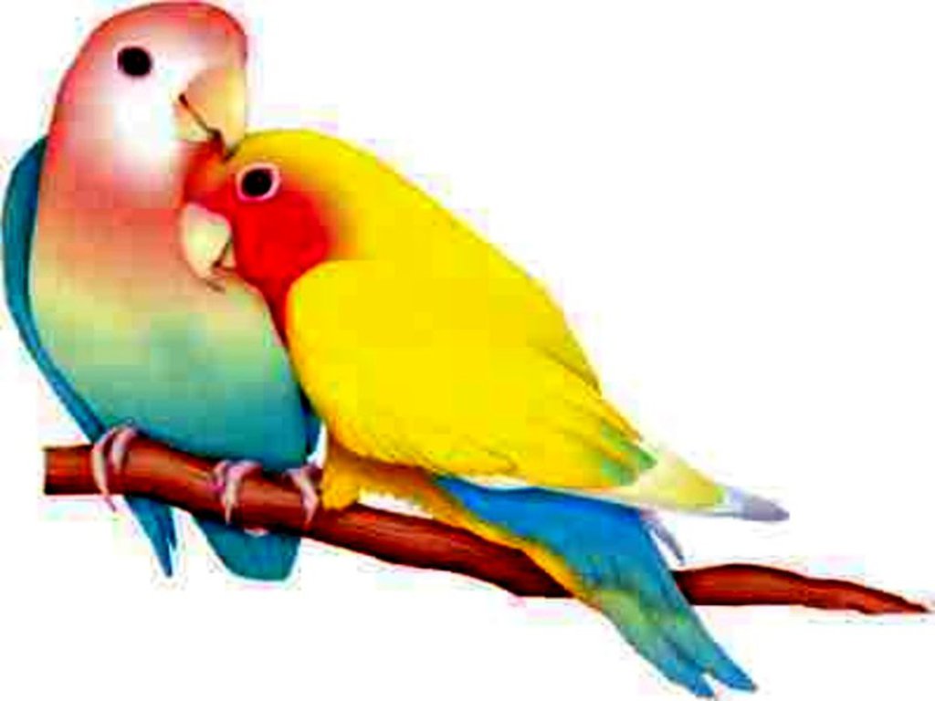 Lovebird Wallpapers