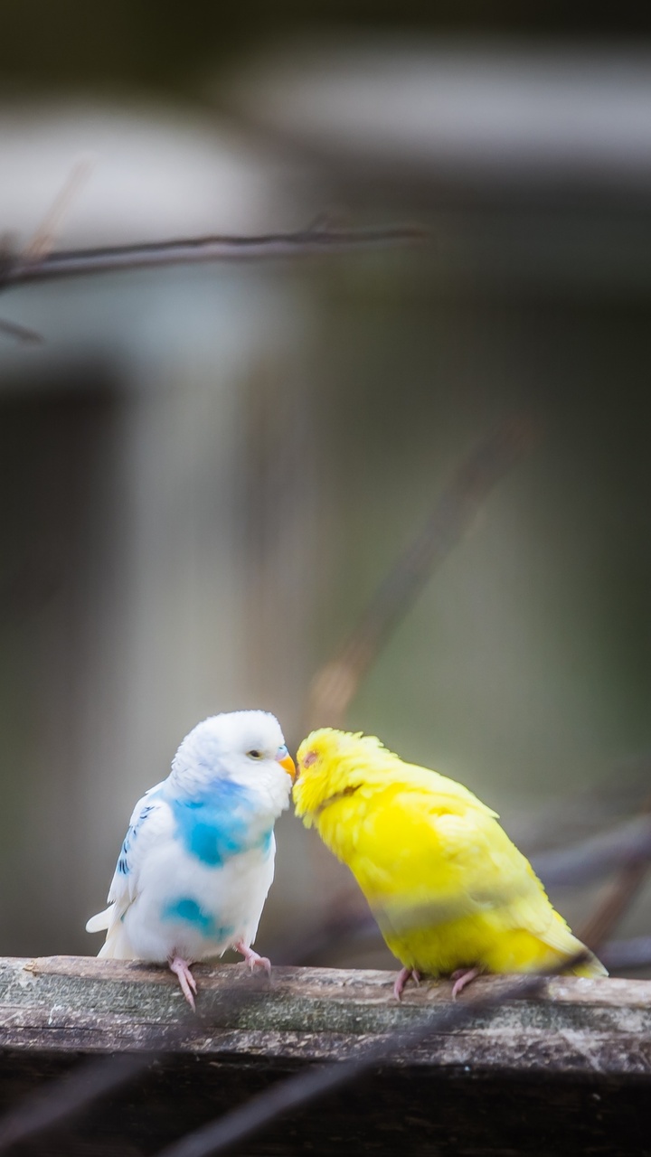 Lovebirds Wallpapers