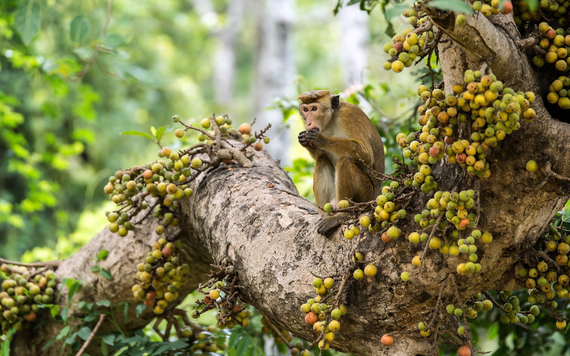 Macaque Wallpapers