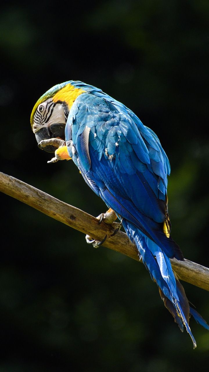 Macaw Wallpapers