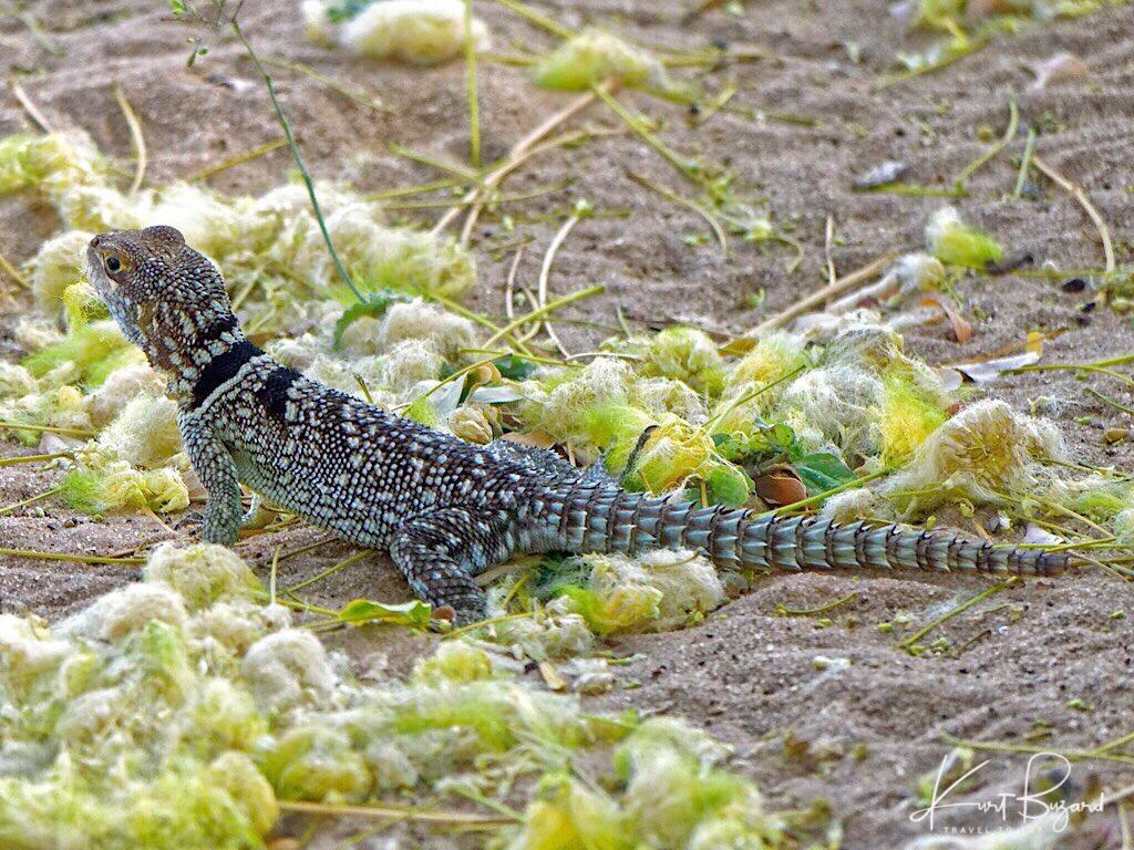 Madagascar Iguanids Wallpapers