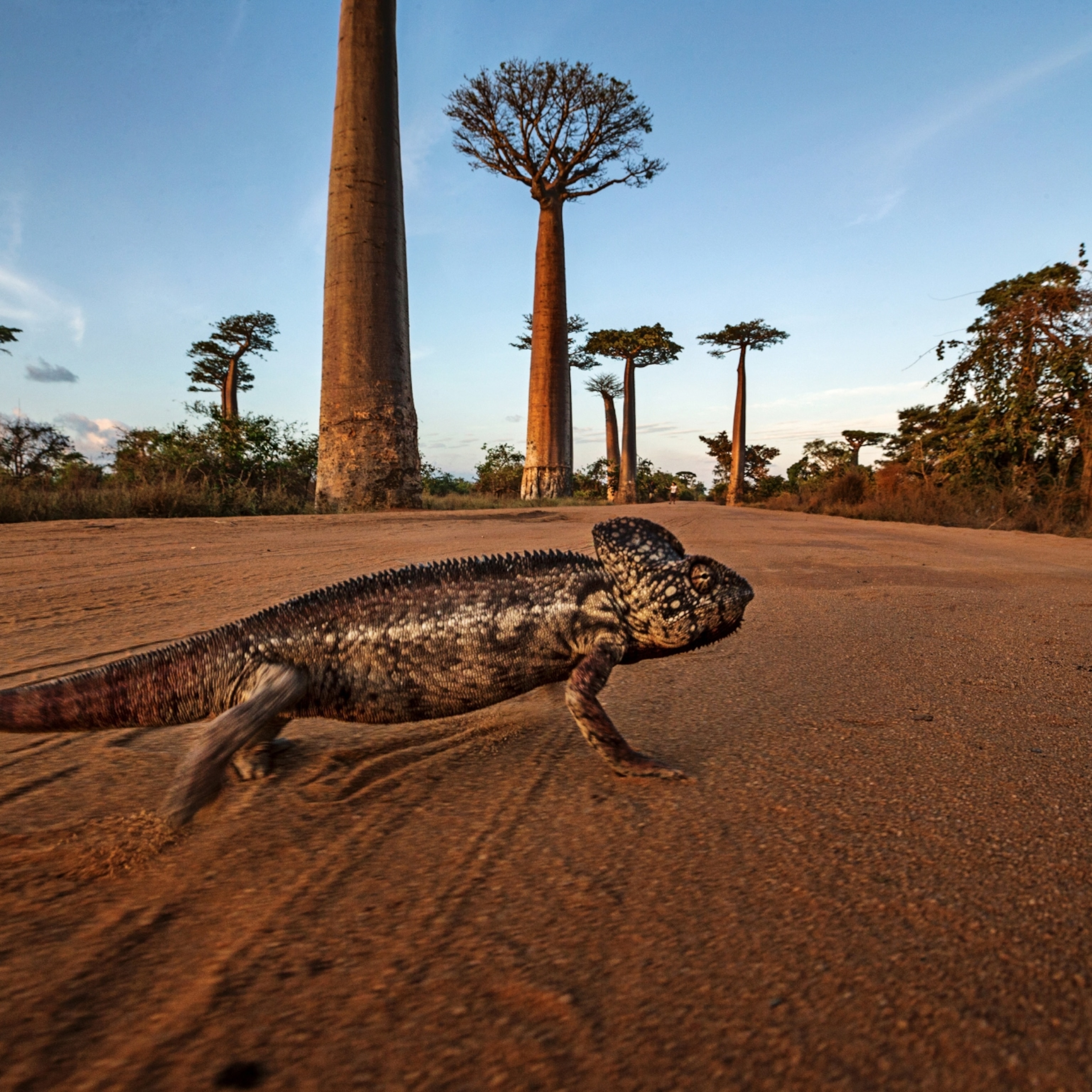 Madagascar Iguanids Wallpapers