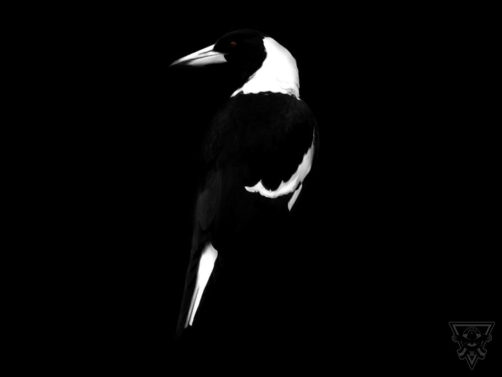 Magpie Wallpapers