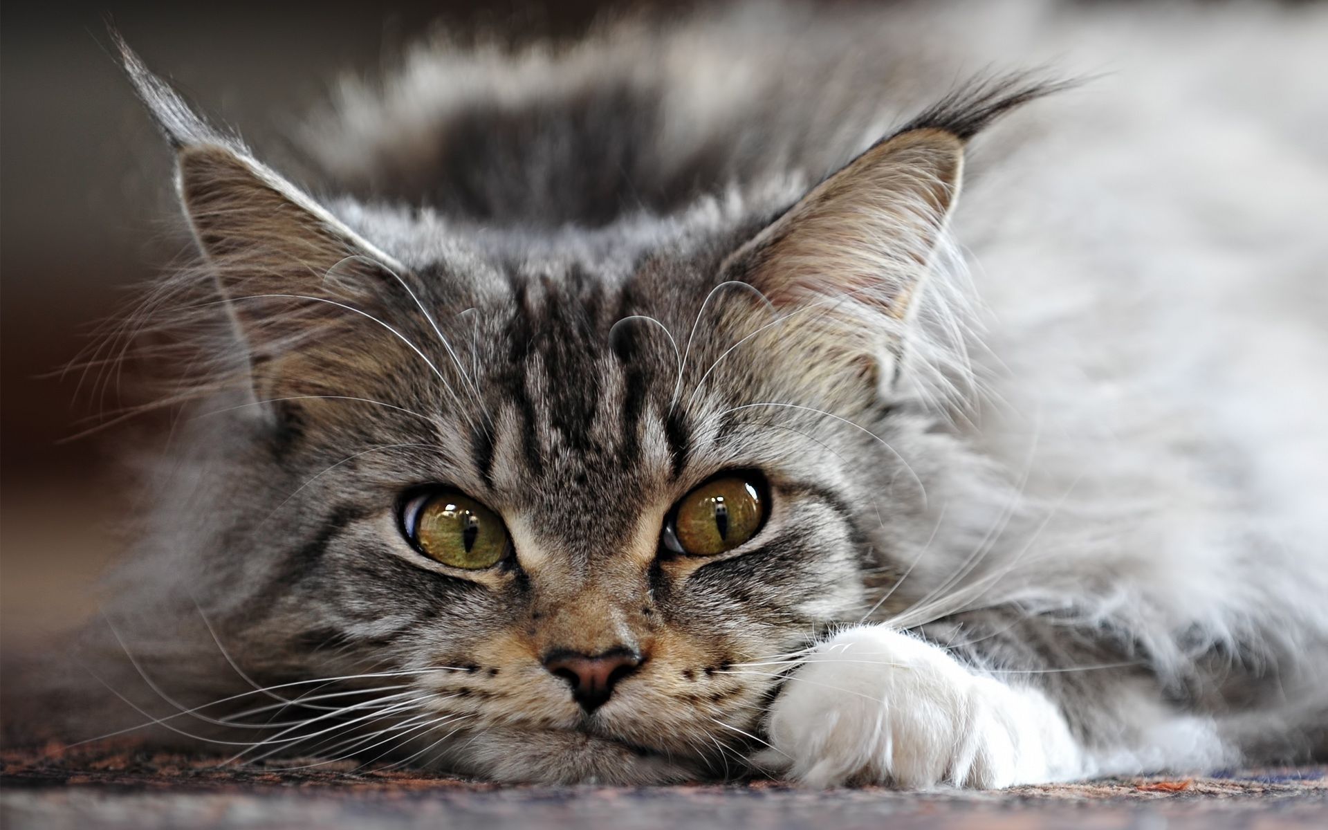 Maine Coon Wallpapers