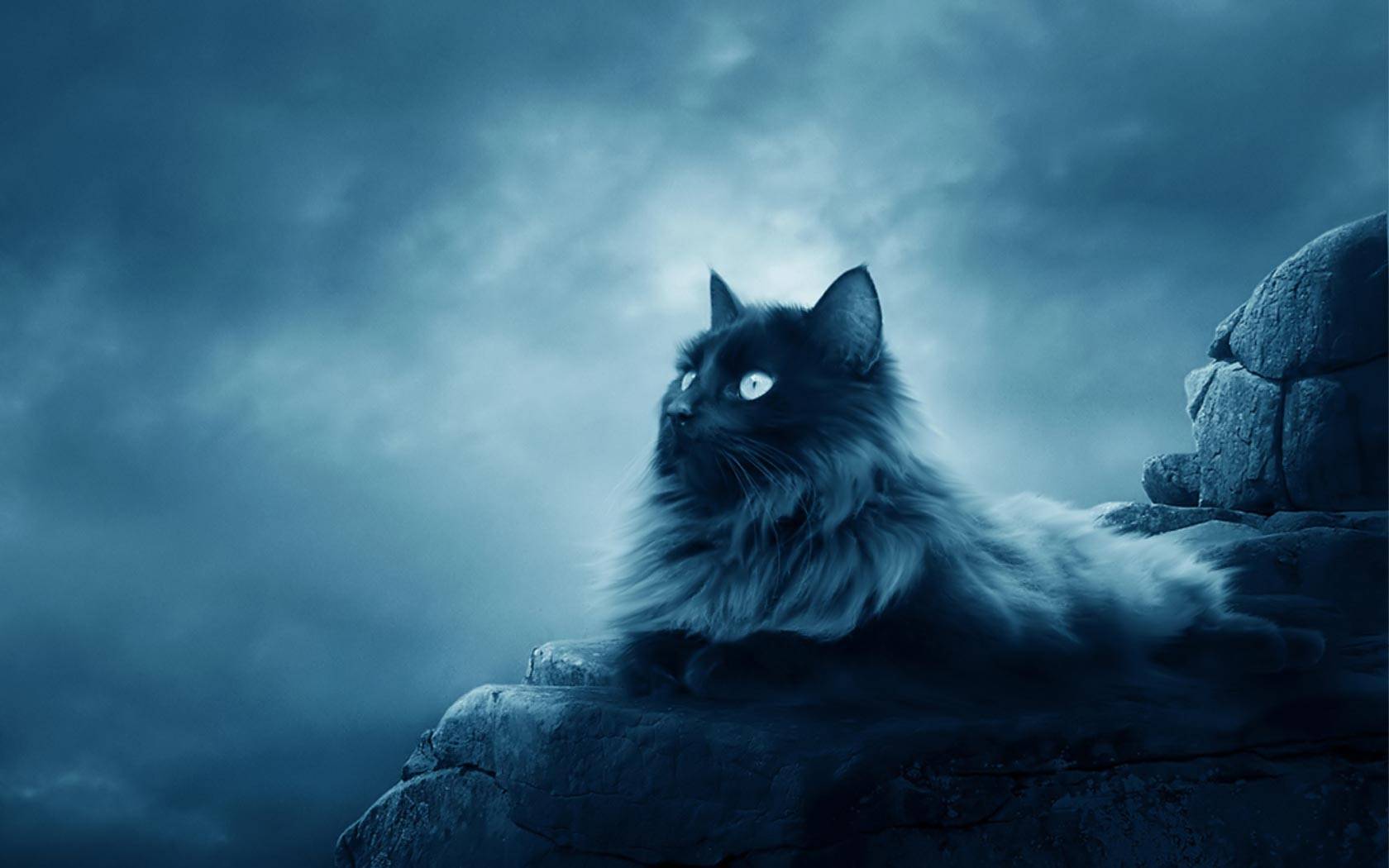 Maine Coon Wallpapers