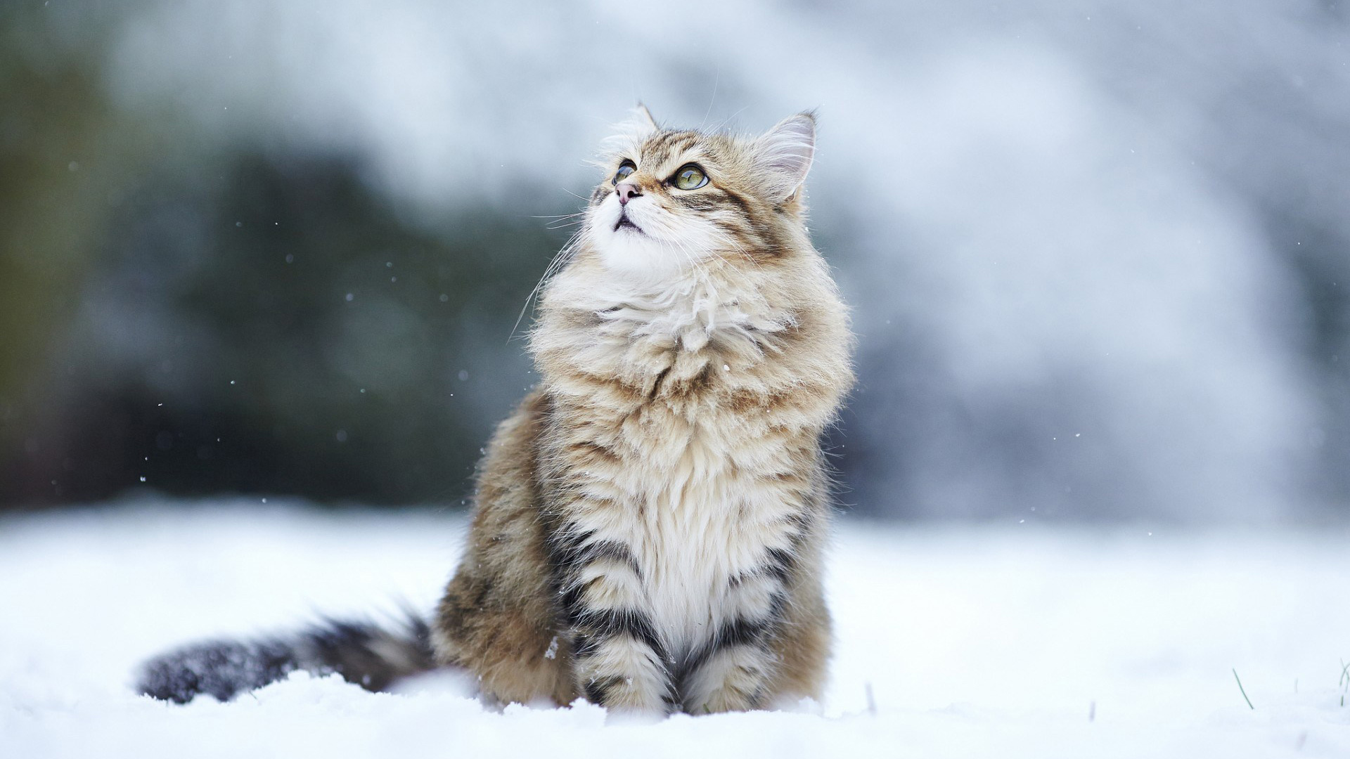 Maine Coon Wallpapers