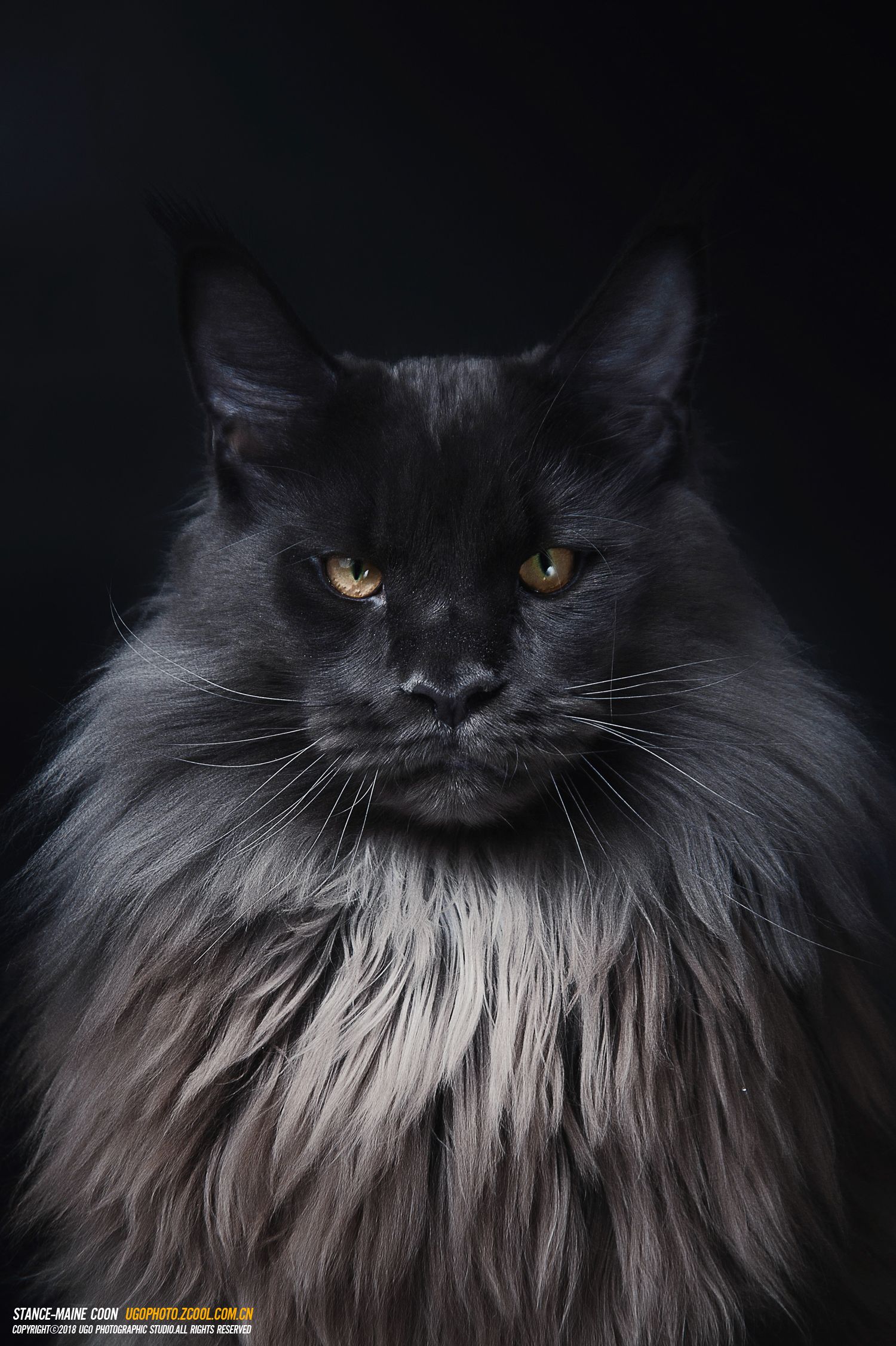 Maine Coon Wallpapers