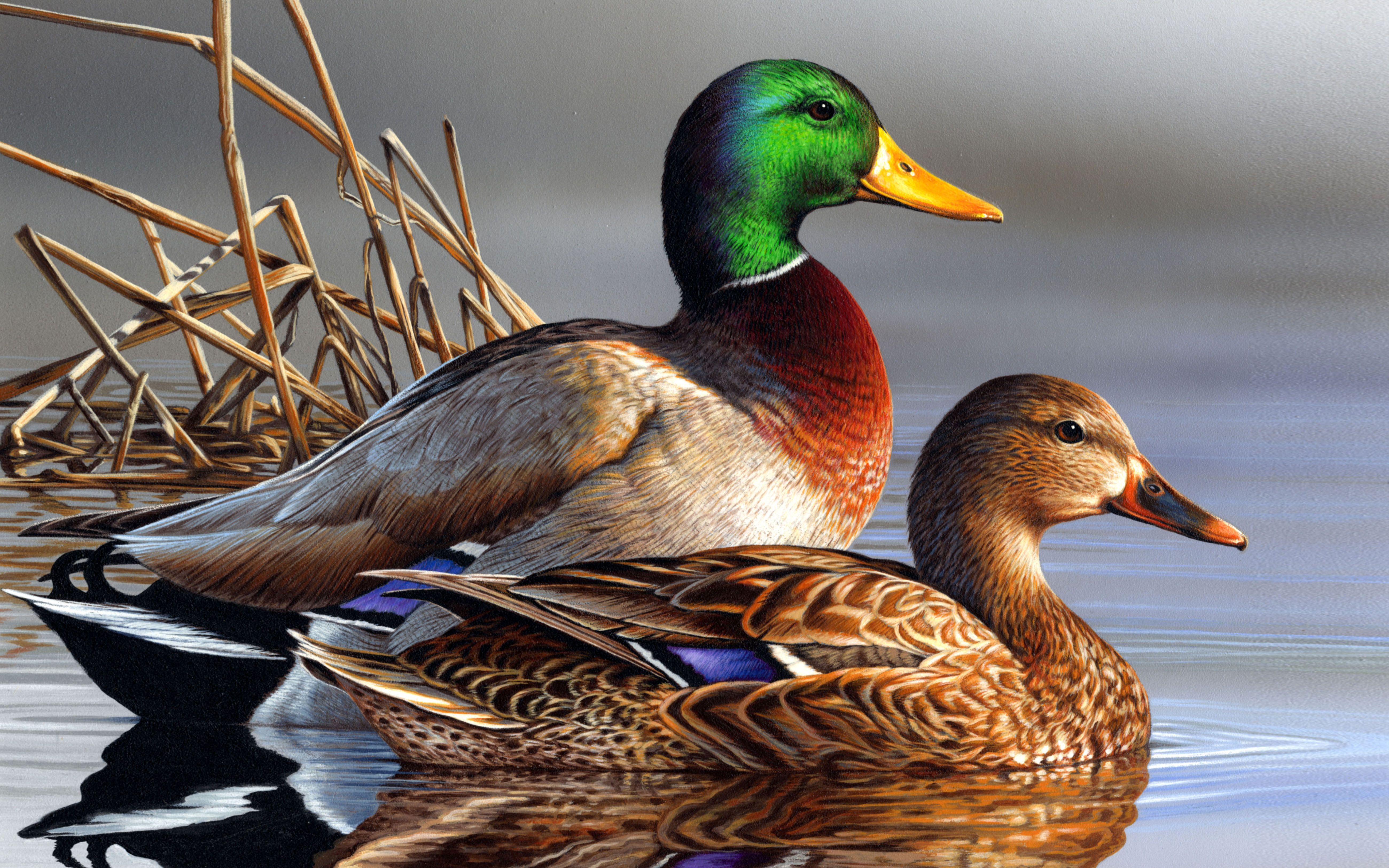 Mallard Wallpapers