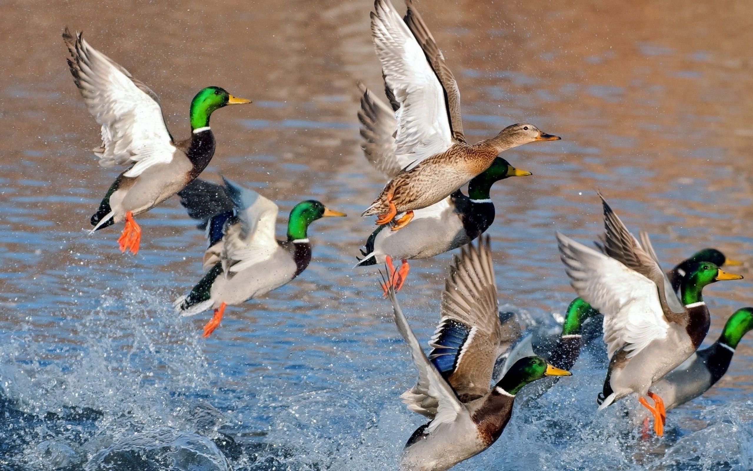 Mallard Wallpapers