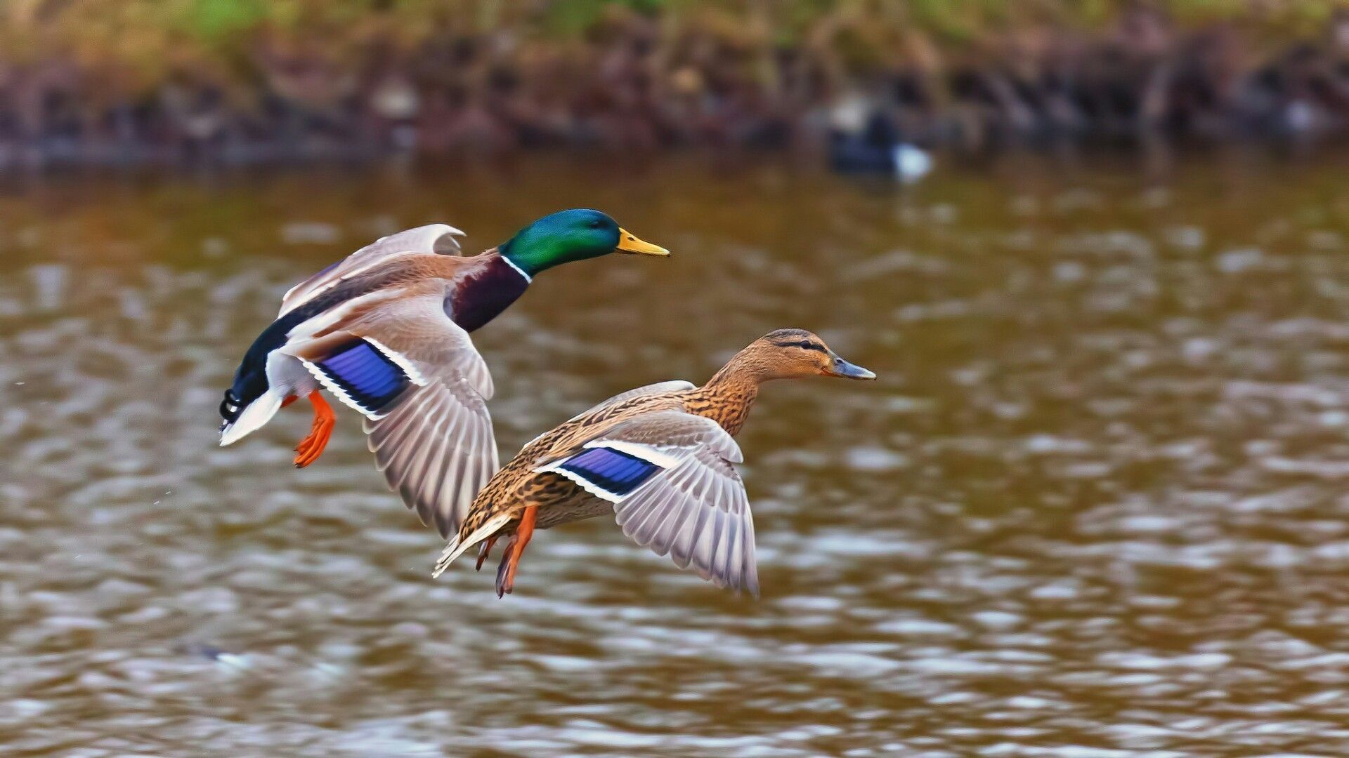 Mallard Wallpapers