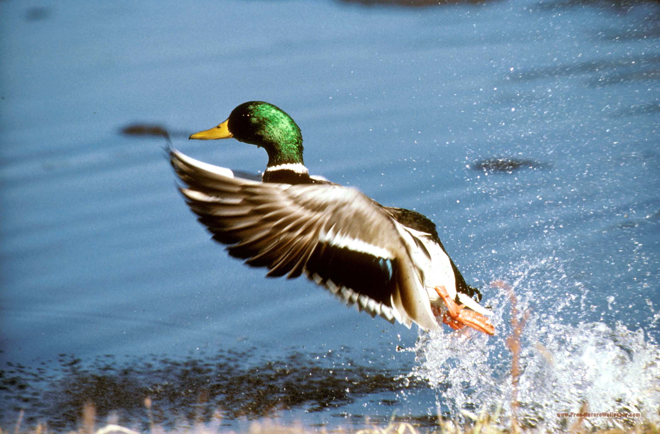 Mallard Wallpapers