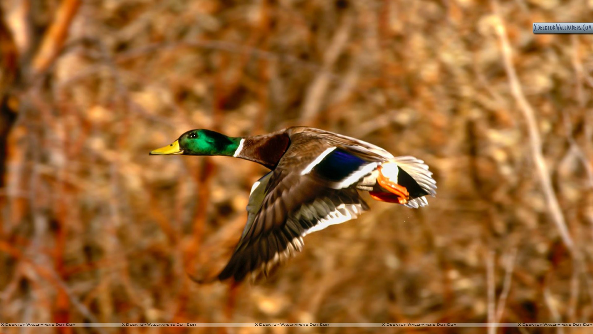 Mallard Wallpapers