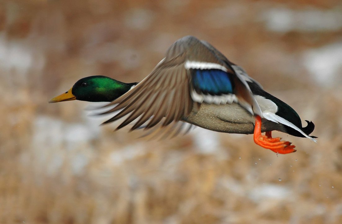 Mallard Wallpapers