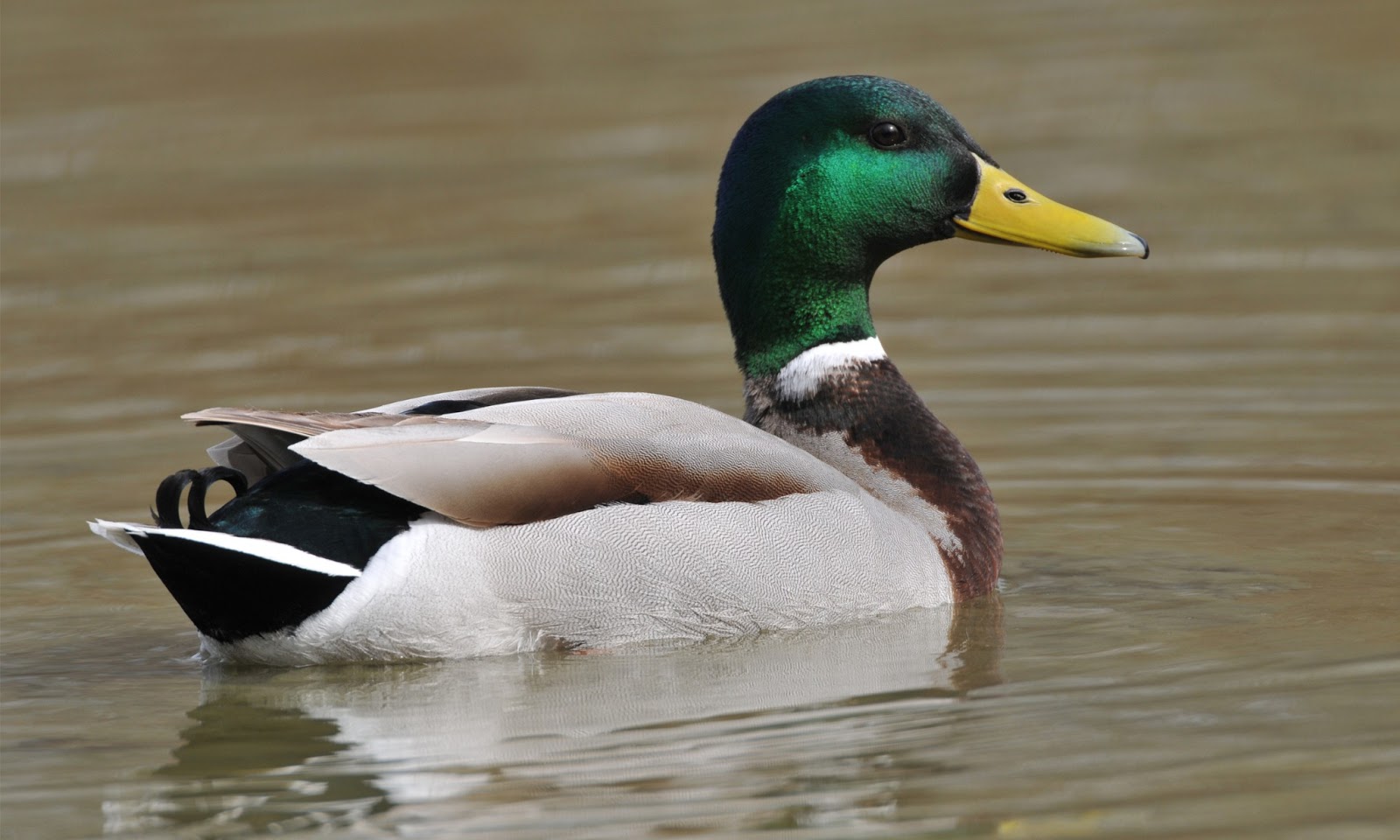 Mallard Wallpapers